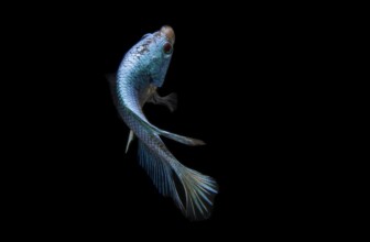 Unlocking the Power of Fish Oil: Exploring Its Health Benefits for Body and Mind