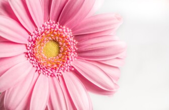 Embracing Nature’s Canvas: Unveiling the Essence of Natural Beauty