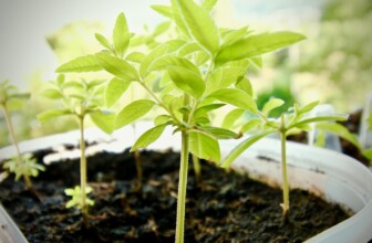 Unlocking Digestive Health: Tips for a Happier Gut