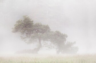 Top 10 Tree Service Companies Revolutionizing Arbor Care in 2023