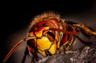 Top 10 Leaders in Pest Control: A Comprehensive Overview