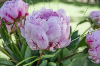 Blooming Success: Top 10 Florists Leading the Floral Industry