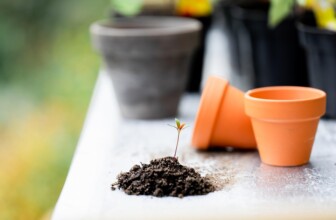 Top 10 Companies Transforming the Gardening Services Landscape