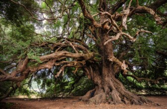 Top 10 Leading Companies in the Tree Service Industry: A Comprehensive Overview