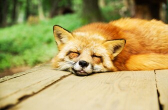 Unlocking Better Rest: The Science and Benefits of Sleep Tracking