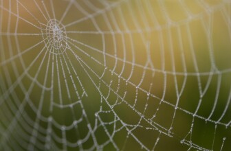 GreenGeeks – Eco-friendly web hosting solution.