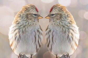 Digital Twins and AI: A Synergistic Approach to Enhanced Simulation