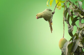 Top 10 Leading Companies in Tree Services: A Comprehensive Guide