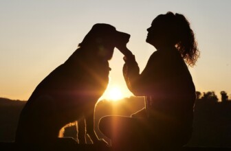 Top 10 Leaders in Animal Care Services: Pioneers of Pet Wellness and Support
