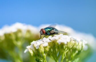 Top 10 Leading Companies Revolutionizing the Pest Control Industry
