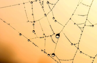 Liquid Web – Managed hosting for businesses.