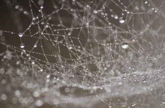 Top 10 Leaders in Web Development: Companies Setting the Standard