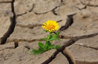 Top 10 Life Coaching Companies Transforming Personal Growth