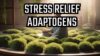 Discover the Secrets of Adaptogens for Stress Relief