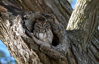 Top 10 Leaders in Tree Services: A Comprehensive Overview of the Best in the Business