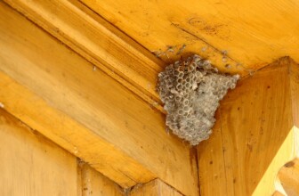 Top 10 Leaders in Pest Control: A Comprehensive Overview of the Industry’s Best