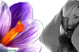 Saffron for the Treatment of PMS