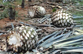 Fostering Belonging in the Workplace: Harnessing Collective Energy for Success