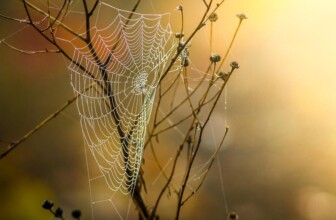 Vultr – Cloud services and VPS hosting.