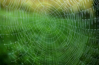 Kinsta – Premium WordPress hosting.