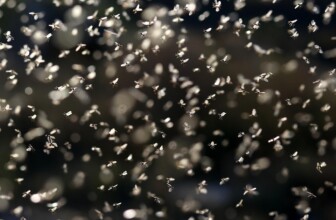 Maximizing Returns: The ROI of Employee Motivation Programs