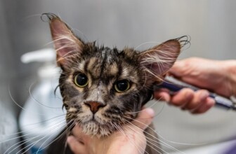 Top 10 Pet Grooming Companies Revolutionizing Furry Care