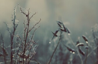 iPage – Budget-friendly shared hosting plans.