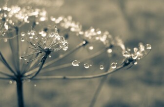 HostingA2 – Focus on high-performance hosting.