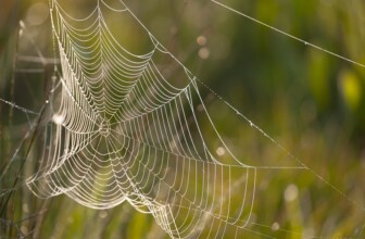 ScalaHosting – VPS and cloud hosting solutions.