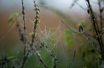 TMDHosting – Solid shared and cloud hosting options.