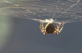 Bitnami – Pre-packaged app hosting on cloud.