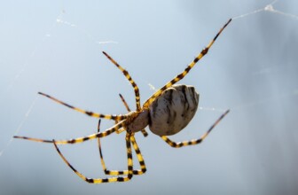 BigRock – Popular in India for domain and hosting.