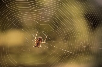 Squarespace – All-in-one website building and hosting.