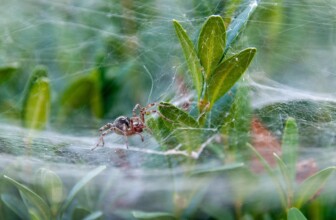 DreamHost – Offers a range of hosting services.