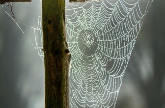 Tumblr – Microblogging platform with hosting.