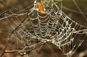 Magento – eCommerce platform with hosting solutions.