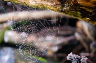 Wix – Website builder with integrated hosting.