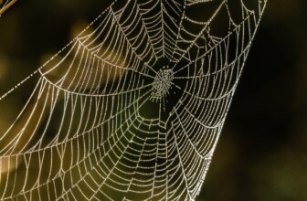 ChemiCloud – Fast and reliable hosting plans.