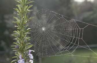 Weebly – User-friendly website builder and hosting.