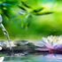 Forest Bathing | Shinrin-Yoku | Healing in Nature | Short Documentary