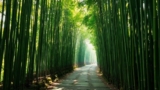 JAPANESE FOREST BATHING 4K 🌲 Ancient Cedar & Moss Meditation –  Shinrin-Yoku Experience – UltraHD