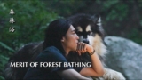 Shinrin-yoku | Forest Bathing: Best Healing