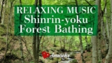 Shinrin-yoku – Forest Bathing. Relaxing Music, Video of Nature: ambient music for concentration.