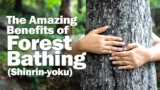 5 Amazing Benefits of Forest Bathing (Shinrin-yoku)
