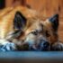 Finding Your Center: Effective Grounding Techniques for Stress Relief and Emotional Balance
