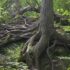 I STARTED FOREST BATHING & IT CHANGED MY LIFE | why you should try it & how to start shinrin-yoku!