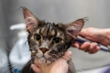 Top 10 Pet Grooming Companies Revolutionizing Furry Care