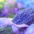 Foods to Eat vs. Foods to Avoid: PCOS EditionWith OB/GYN Dr. Michael Baracy #pcos
