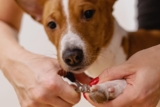Top 10 Leading Companies Revolutionizing the Pet Grooming Industry