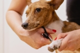 Top 10 Pet Grooming Companies Redefining Pet Care Excellence